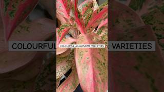 Colourful Aglaonema varieties  beautiful foliage plants for house decor  colourful indoor plants [upl. by Aznarepse200]