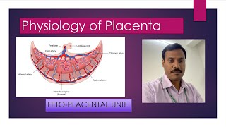 Physiology of Placenta for medical students fetoplacental unit [upl. by Myrle]