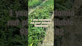 Macadamia nut plant nursery agriculture arunachalpardesh farming horticulture [upl. by Hoban]