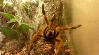 Pterinochilus murinus  angry [upl. by Najib]