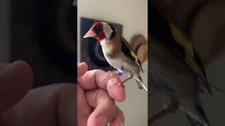 Goldfinches are good friends when raised up by people at home goldfinch [upl. by Ribble]