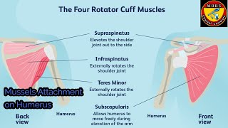 mussels Attachment on Humerus bone [upl. by Newell670]
