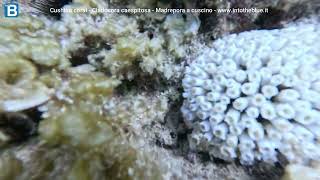 Cushion coral Cladocora caespitosa Madrepora a ccuscino wwwintotheblueit [upl. by Ihteerp]