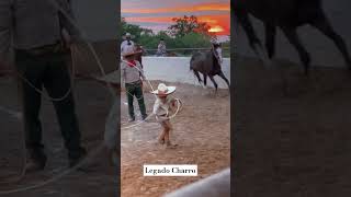 Charrería Charros Deportemexicano Vlogdecharreria caballos fyp foryouftp trend short yt [upl. by Maida548]