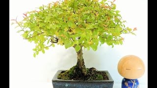 Vídeo Bonsai Ciruelo dulce Chino Bonsai Sageretia theezans SGT02 [upl. by Moira]