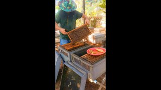 This afternoon I found more of my bee hives has the varoa mite so I need to take action faster [upl. by Ashely]