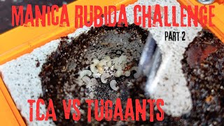 Manica Rubida Challenge Part 2 TCA vs TugaAnts 4K [upl. by Stillmann]