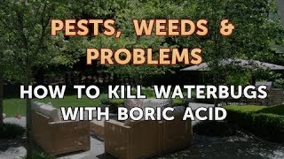 How to Kill Waterbugs With Boric Acid [upl. by Nylorac301]