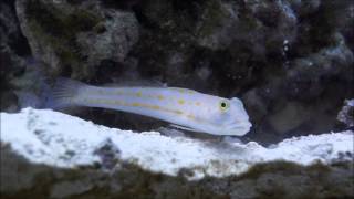 Diamond Watchman Goby Sifting Sand [upl. by Cherri63]