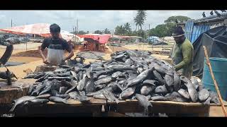 Fish Market in Negombo Sri Lanka  Traveler Ni [upl. by Allecram]