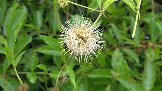 Buttonbush [upl. by Moreta281]