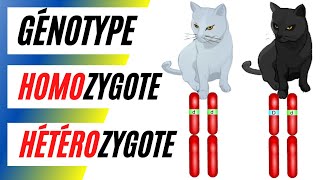 Questce quun homozygote et un hétérozygote Comment écrire le génotype et le phénotype [upl. by Fanya]