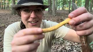 Bolete mushroom ID tips Edible shaggystalked boletes and bitter ornatestemmed boletes [upl. by Lash]