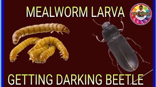 mealworms lifecycle mealworm to darkling Beetle [upl. by Harutak]