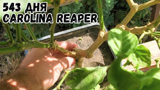 543 Дня Перцу Carolina Reaper Red [upl. by Ydissak]