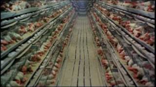 Industrial Chicken Farming [upl. by Merton]