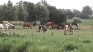 Fin daprésmidi dans la campagne normande [upl. by Saito129]