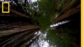 View from the Treetops  National Geographic [upl. by Betta542]