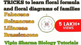 Trick to Learn FLORAL FORMULA and DIAGRAMS of Family Fabaceae Solanaceae Liliaceae  NEET UG [upl. by Sherourd]