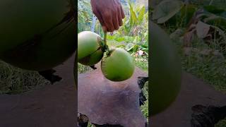 peeling the very cute twin green coconuts asmr satisfying [upl. by Sug]