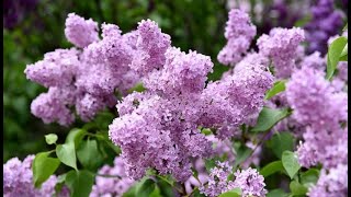 РахманиновРоманс quotСиреньquotLilacs by Rachmaninoff [upl. by Vaas]