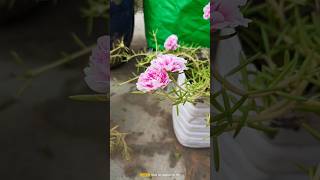 Double shaded portulaca flower shorts shortsfeed flowers portulaca [upl. by Nnaear589]