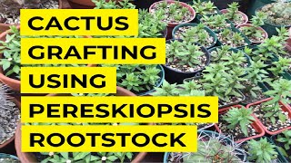 Cactus grafting using Pereskiopsis spathulata rootstocks [upl. by Ellertnom]