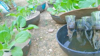 HOW TO MAKE SIMPLE HYDROPONICS FOR LEAFY VEGETABLES  Pechay hydroponics [upl. by Jo-Ann]