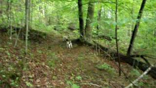 taz on the wood treeing a squirrelAVI [upl. by Aime640]