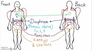 Abdominal Dermatomes and Referred Pain [upl. by Argus537]