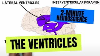 2Minute Neuroscience The Ventricles [upl. by Ardek946]