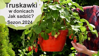 Truskawki w donicach Jak sadzić truskawki w donicach Jak je uprawiać i pielęgnować Sezon 2024 [upl. by Naillil]