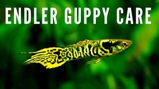 How to Breed  Care for Endler Guppies [upl. by Eimmelc]