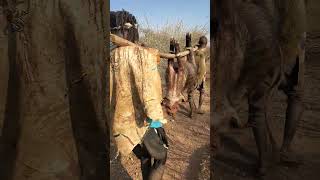 this is how Bushmen carry their food back home [upl. by Simmonds957]