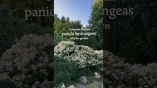 Panicle Hydrangeas fastgrowingtrees gardendesign hydrangeas gardenideas [upl. by Aeriell37]