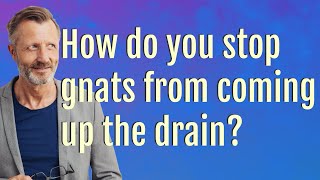 How do you stop gnats from coming up the drain [upl. by Lonyer]