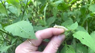 🍅What to do with the infamous tomato hornworm🐛Cute caterpillar puppy and beneficial moth nature [upl. by Monreal]