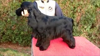 English Cocker Spaniel grooming by Rita Szakács [upl. by Patric]