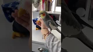 Funny Cockatiel Bird Moments  Momentos engraçados de calopsita  オカメインコの面白い瞬間 cockatiel parrot [upl. by Schuh]