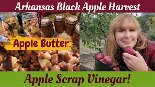 Make Apple Butter amp Apple Scrap Vinegar  Triploid Apples  Fall Apple Harvest [upl. by Ajim491]