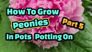 How to grow peonies in pots part 5 potting on [upl. by Ignace]