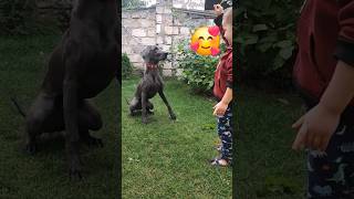 Youngest weimaraner dog trainer in the world [upl. by Berlinda]