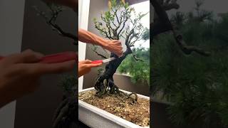 Beautiful Bonsai Works🌳🌲💥275shorts shortsvideo beautifulbonsai art khuebonsai🥰❤️ [upl. by Margi506]