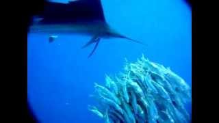 Sailfish attacking a school of sardines  slow motion [upl. by Bunder763]