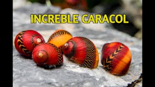 Reglas de oro Para tener Caracoles en tu Acuario neritinas [upl. by Alihs]