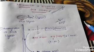 Mechanism Of Action Of DNA ligase CSIRNET JRF GATE ICMR [upl. by Garrick]