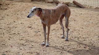 Greyhounds Get 2nd Chance at Life Through Rescue Group [upl. by Avla]