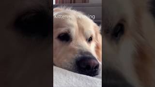 This dog gets annoyed by baby kitten [upl. by Bj959]