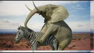 Elephant and Zebra mating  breeding FOR THE LADIES [upl. by Dnomsaj]