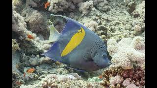 Pomacanthus maculosus Yellowbar Angelfish [upl. by Hild]